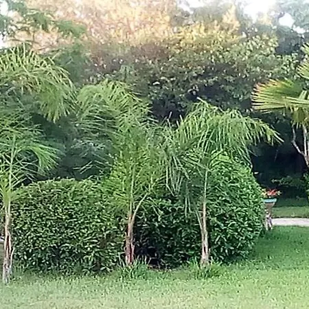 Palmeraie * Dénia